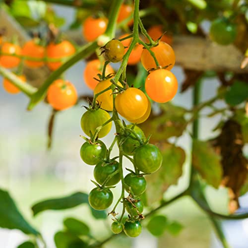 SUNSUGAR SUN SUGAR TOMATO SEED ~ SWEETEST TOMATO AVAILABLE ? - EXTREMELY SWEET - Very Early Cherry Tomato - 50 - 55 DAYS (0015 Seeds - 15 Seeds - Pkt. Size)