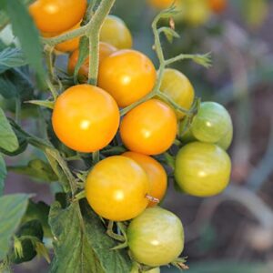 SUNSUGAR SUN SUGAR TOMATO SEED ~ SWEETEST TOMATO AVAILABLE ? - EXTREMELY SWEET - Very Early Cherry Tomato - 50 - 55 DAYS (0015 Seeds - 15 Seeds - Pkt. Size)