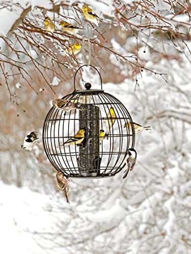 Gardeners Supply Company Globe Cage Bird Feeder | Sturdy and Squirrel Proof Outdoor Garden Hanging Hummingbird Feeder with Mixed Seeds Container | Best for Finches Nuthatches and Other Small Birds