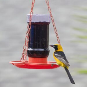 Perky-Pet 253 Wild Oriole Jelly Bird Feeder - 32 Ounce Feeder Capacity