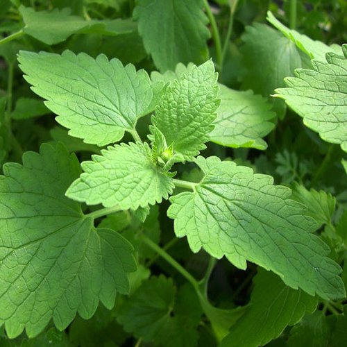 Catnip Seeds - Heirloom Non-GMO Catnip Seeds (400+ Catnip Seeds) by PowerGrow Systems