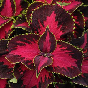 outsidepride coleus chocolate cherry foliage indoor or outdoor house plant flower seeds -10 seeds