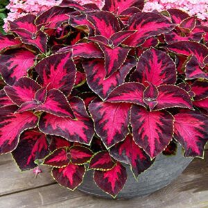 Outsidepride Coleus Chocolate Cherry Foliage Indoor Or Outdoor House Plant Flower Seeds -10 Seeds