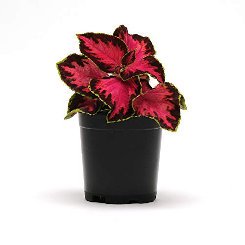 Outsidepride Coleus Chocolate Cherry Foliage Indoor Or Outdoor House Plant Flower Seeds -10 Seeds