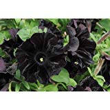 petunia - 100 seeds - black cat - rare find - rngardens
