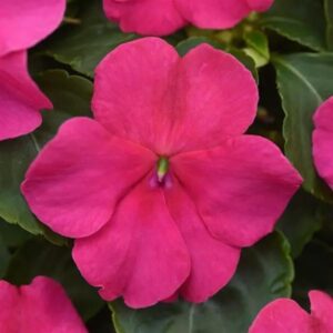 outsidepride impatiens plant rose shade garden flower plants for pots, hanging baskets, containers, window boxes - 100 seeds