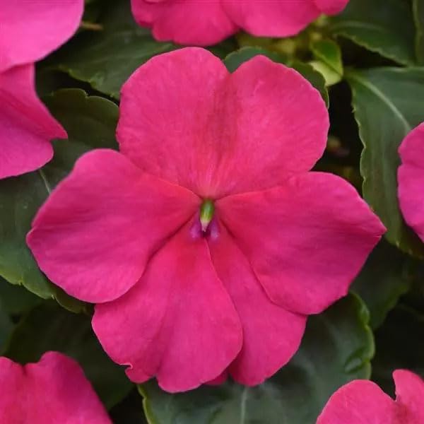 Outsidepride Impatiens Plant Rose Shade Garden Flower Plants for Pots, Hanging Baskets, Containers, Window Boxes - 100 Seeds