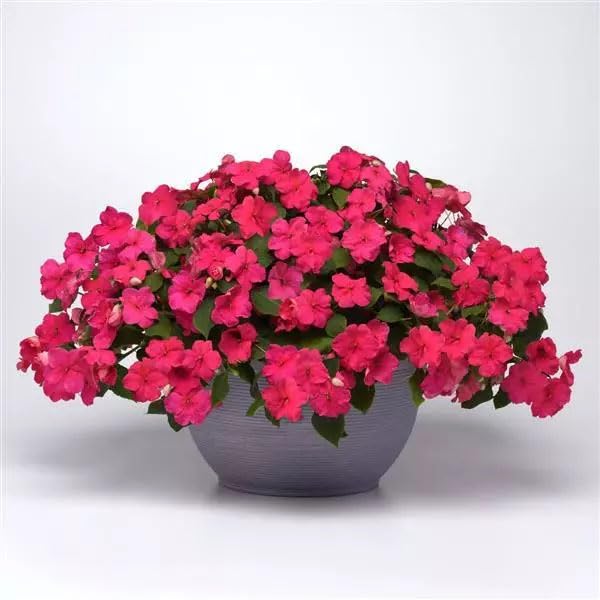 Outsidepride Impatiens Plant Rose Shade Garden Flower Plants for Pots, Hanging Baskets, Containers, Window Boxes - 100 Seeds