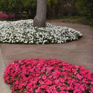 Outsidepride Impatiens Plant Rose Shade Garden Flower Plants for Pots, Hanging Baskets, Containers, Window Boxes - 100 Seeds