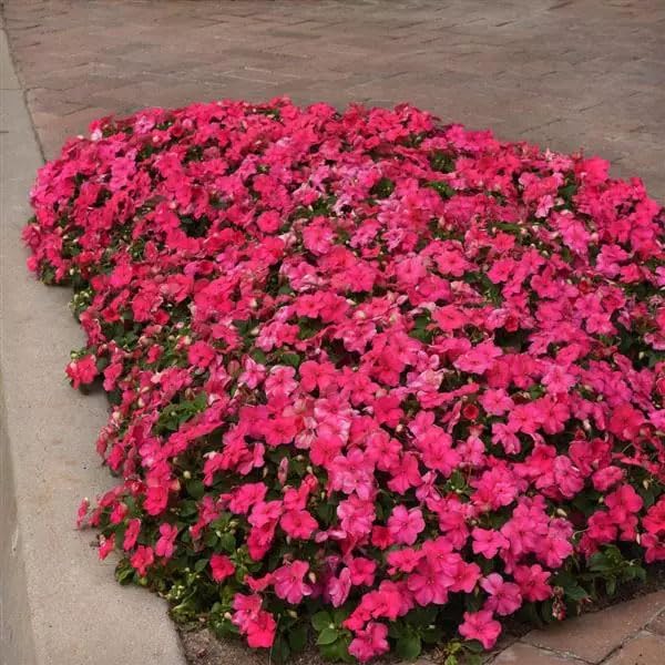 Outsidepride Impatiens Plant Rose Shade Garden Flower Plants for Pots, Hanging Baskets, Containers, Window Boxes - 100 Seeds