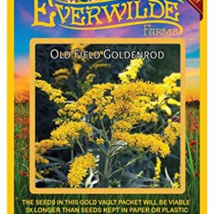 Everwilde Farms - 2000 Old Field Goldenrod Native Wildflower Seeds - Gold Vault Jumbo Seed Packet