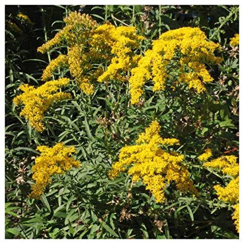 Everwilde Farms - 2000 Old Field Goldenrod Native Wildflower Seeds - Gold Vault Jumbo Seed Packet