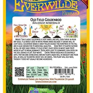 Everwilde Farms - 2000 Old Field Goldenrod Native Wildflower Seeds - Gold Vault Jumbo Seed Packet