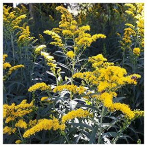 Everwilde Farms - 2000 Old Field Goldenrod Native Wildflower Seeds - Gold Vault Jumbo Seed Packet