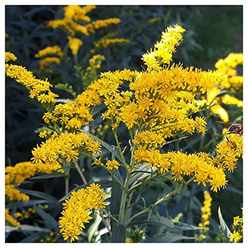 Everwilde Farms - 2000 Old Field Goldenrod Native Wildflower Seeds - Gold Vault Jumbo Seed Packet