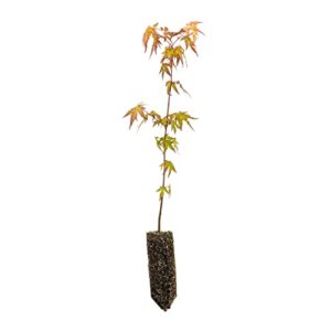 japanese maple | medium tree seedling | the jonsteen company