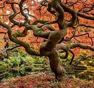 Japanese Maple | Medium Tree Seedling | The Jonsteen Company