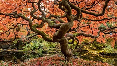 Japanese Maple | Medium Tree Seedling | The Jonsteen Company