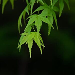 Japanese Maple | Medium Tree Seedling | The Jonsteen Company