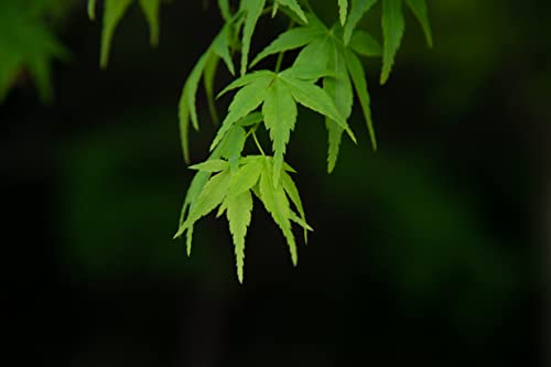 Japanese Maple | Medium Tree Seedling | The Jonsteen Company