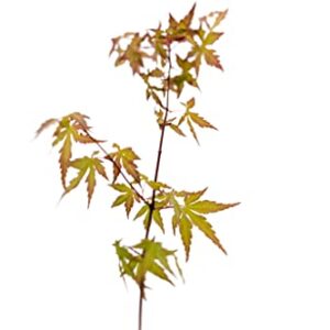 Japanese Maple | Medium Tree Seedling | The Jonsteen Company