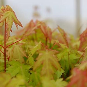 Japanese Maple | Medium Tree Seedling | The Jonsteen Company