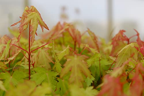 Japanese Maple | Medium Tree Seedling | The Jonsteen Company