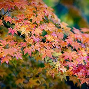 Japanese Maple | Medium Tree Seedling | The Jonsteen Company