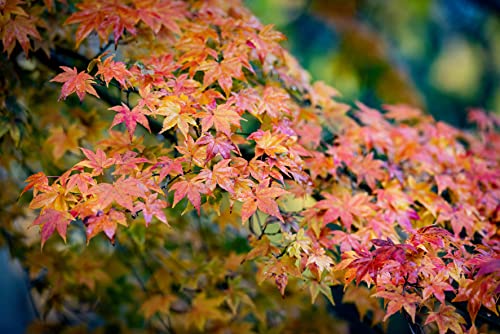 Japanese Maple | Medium Tree Seedling | The Jonsteen Company