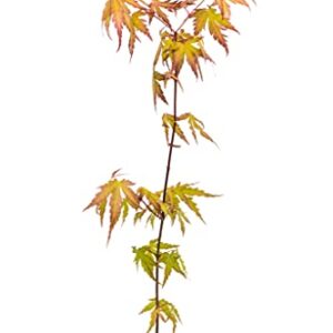 Japanese Maple | Medium Tree Seedling | The Jonsteen Company