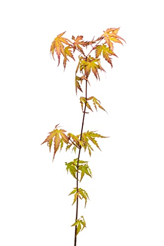 Japanese Maple | Medium Tree Seedling | The Jonsteen Company