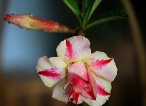 better gold desert rose plant - adenium - house plant/bonsai - 4" pot