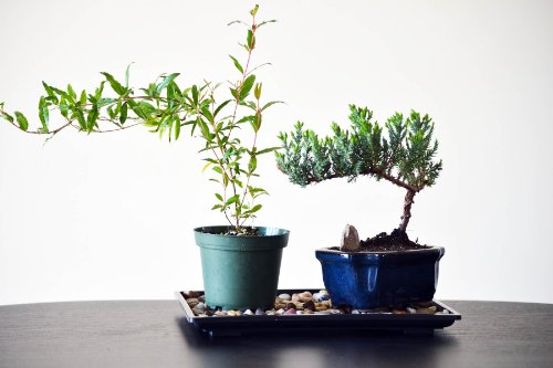 9GreenBox Bonsai Humidity Drip Tray - Decorative Catcher Plate for Drainage and Moisture - Black Polished Plastic Container with Natural Pebbles - Large Space Good for 2 Potted Miniature Trees - 7"x9"