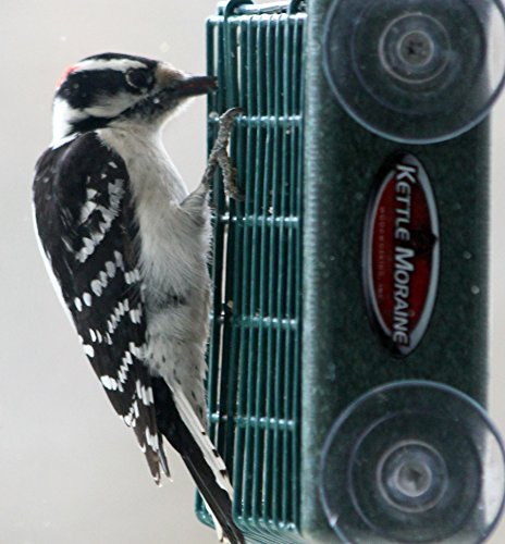 Kettle Moraine Window Mount Single Suet Cake Woodpecker Bird Feeder