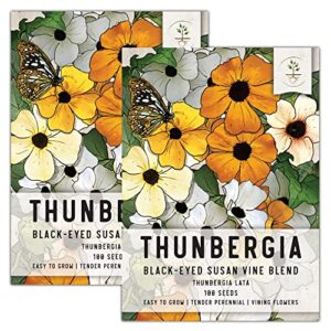 seed needs, black-eyed susan vine seeds - 100 heirloom seeds for planting thunbergia alata - cover a fence or trellis (2 packs)