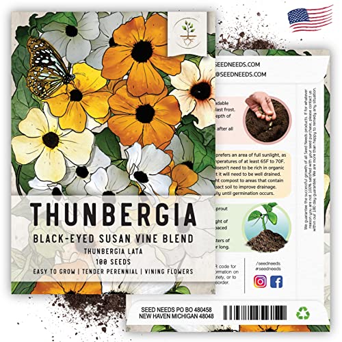 Seed Needs, Black-Eyed Susan Vine Seeds - 100 Heirloom Seeds for Planting Thunbergia alata - Cover a Fence or Trellis (2 Packs)