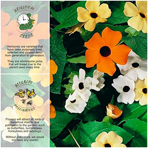 Seed Needs, Black-Eyed Susan Vine Seeds - 100 Heirloom Seeds for Planting Thunbergia alata - Cover a Fence or Trellis (2 Packs)