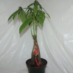 Money Tree Bonsai 5 Braided 20'' inches Tall