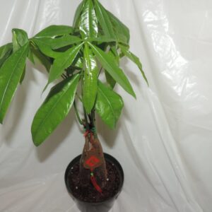 Money Tree Bonsai 5 Braided 20'' inches Tall