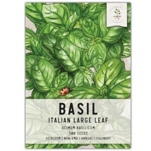 seed needs, italian large leaf basil seeds - 500 heirloom seeds for planting ocimum basilicum - non-gmo & untreated (1 pack)