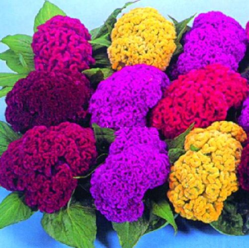 SD1244 Mix Cockscomb Seeds, Celosia Cristata Seeds, Non-Genetically Modified Seeds (100 Seeds)