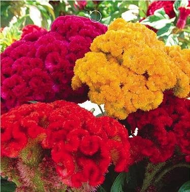 SD1244 Mix Cockscomb Seeds, Celosia Cristata Seeds, Non-Genetically Modified Seeds (100 Seeds)