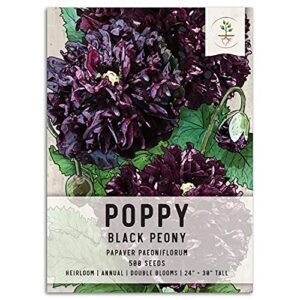 seed needs, black peony poppy seeds - 500 heirloom seeds for planting papaver paeoniflorum - beautiful dark burgundy flowers (1 pack)
