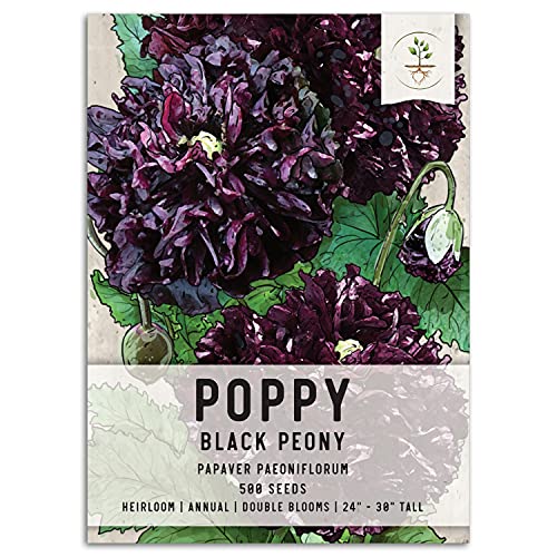 Seed Needs, Black Peony Poppy Seeds - 500 Heirloom Seeds for Planting Papaver paeoniflorum - Beautiful Dark Burgundy Flowers (1 Pack)