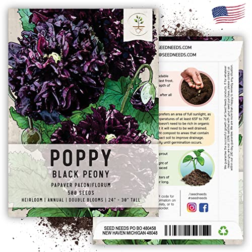 Seed Needs, Black Peony Poppy Seeds - 500 Heirloom Seeds for Planting Papaver paeoniflorum - Beautiful Dark Burgundy Flowers (1 Pack)