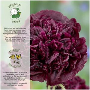 Seed Needs, Black Peony Poppy Seeds - 500 Heirloom Seeds for Planting Papaver paeoniflorum - Beautiful Dark Burgundy Flowers (1 Pack)