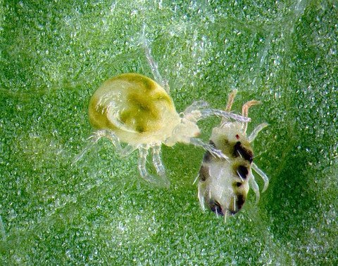 5,000 Live Neoseiulus (Amblyseius) Californicus