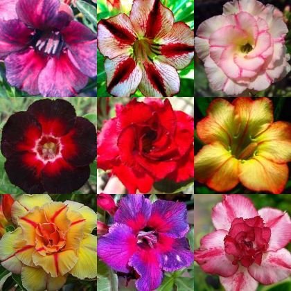 Desert Rose Adenium Obesum Bonsai Mixed Colors 10 Seeds