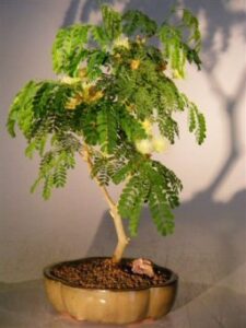 flowering brazilian raintree bonsai tree - medium