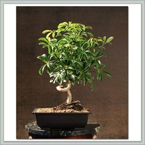 indoorbonsaiexotics small coiled umbrella beginner bonsai tree (indoors)